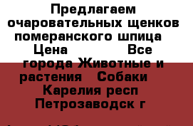 Предлагаем очаровательных щенков померанского шпица › Цена ­ 15 000 - Все города Животные и растения » Собаки   . Карелия респ.,Петрозаводск г.